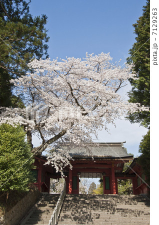 塩釜神社の東神門と桜 塩釜神社の東神門と桜 7129263