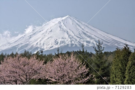 河口湖町から見た春の富士山(2013年) 7129283