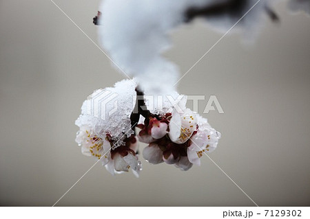 梅の花と淡雪梅の花と淡雪 7129302