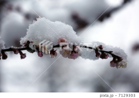 梅の花と淡雪梅の花と淡雪 梅の花と淡雪梅の花と淡雪 7129303