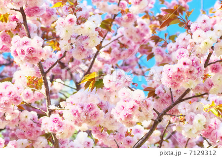 満開の八重桜 7129312
