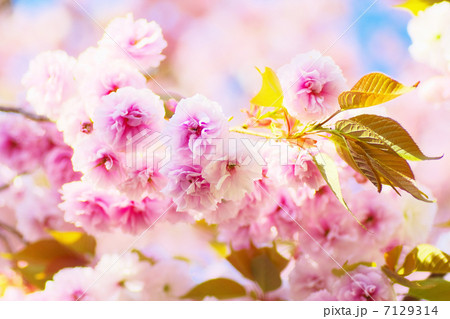 満開の八重桜 満開の八重桜 7129314