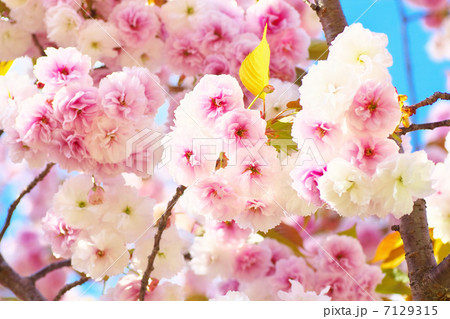 満開の八重桜 7129315
