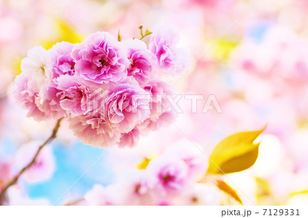 満開の八重桜 7129331