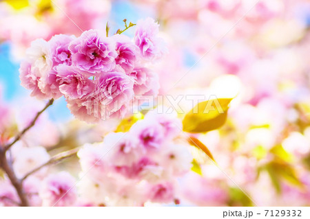 満開の八重桜 7129332