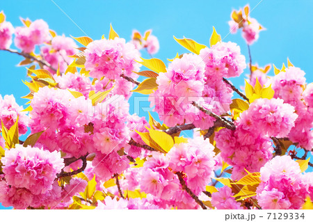 八重桜と青空 7129334