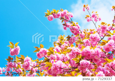 八重桜と青空 7129337