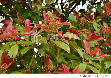 樹木・カナメモチ バラ科 樹木・カナメモチ バラ科 7129538