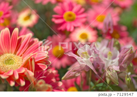 ピンクの共演 ピンクの共演 7129547