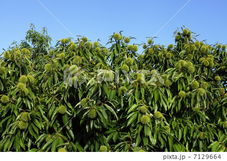 青い栗 7129664