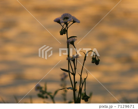 夕暮れのタンポポ 7129671