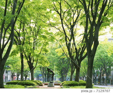 仙台新緑の定禅寺通り 仙台新緑の定禅寺通り 7129707