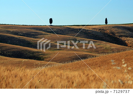 糸杉と麦畑 糸杉と麦畑 7129737