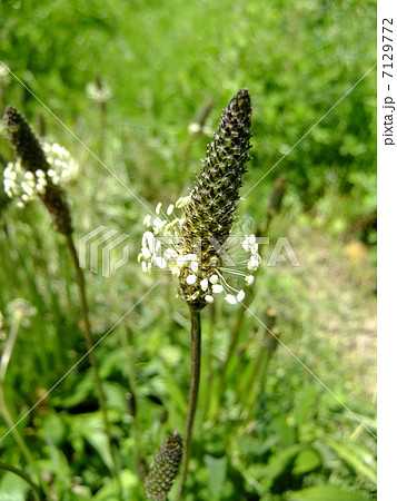 ヘラオオバコの花 7129772