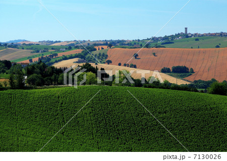 イタリアの農村地帯 イタリアの農村地帯 7130026