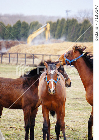 北海道の馬 7130147