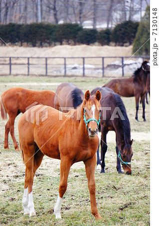 北海道の馬 7130148