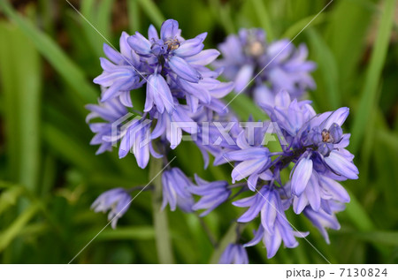 ツリガネスイセン(2013.4) ツリガネスイセン(2013.4) 7130824