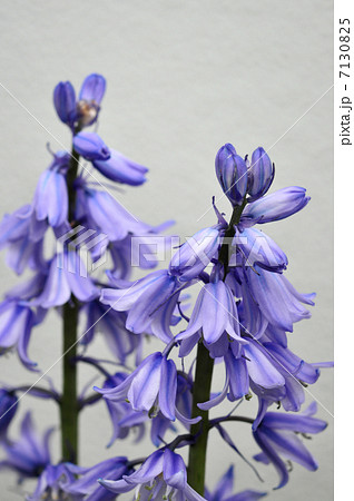 ツリガネスイセン（2013.4） 7130825