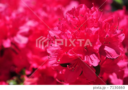 ツツジ（2013.4） 7130860