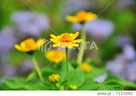 黄色い花 7131092