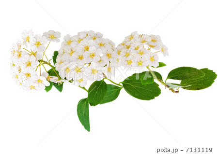 Beautiful white flowering shrub Spirea aguta (Brides wreath). Beautiful white flowering shrub Spirea aguta (Brides wreath). 7131119