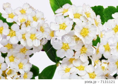 Beautiful white flowering shrub Spirea aguta (Brides wreath). 7131121