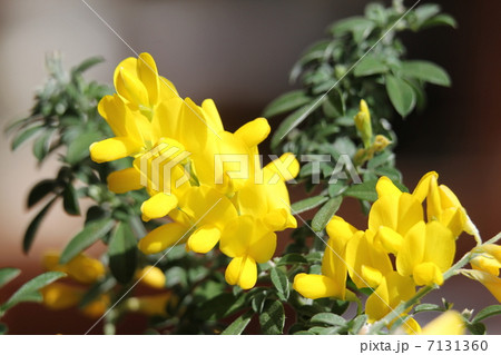 ヒメエニシダ 7131360