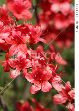キリシマツツジ キリシマツツジ 7131383