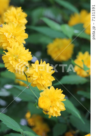 八重山吹 7131391