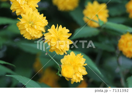 八重山吹 7131392