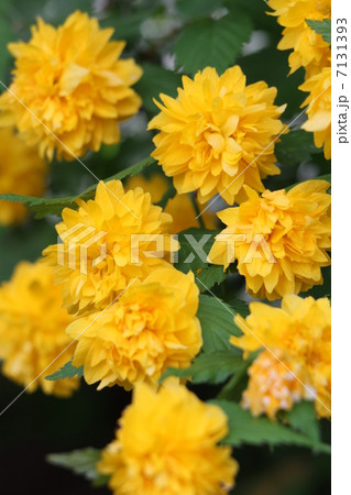 八重山吹 7131393