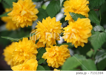 八重山吹 7131394