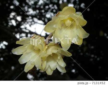 ソシンロウバイ 7131452