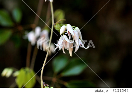 ムベの花 7131542