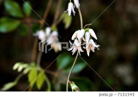 ムベの花 7131543