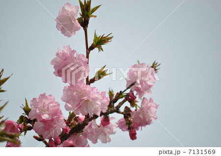 満開の紅豊 7131569