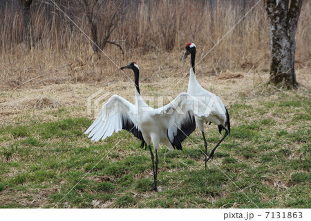 たんちょう(丹頂) たんちょう(丹頂) 7131863