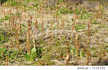 春の野・群生するツクシンボ・横位置 7132192