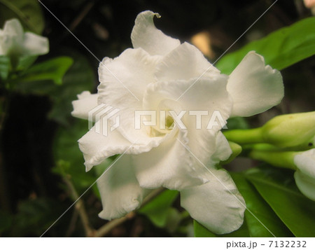 八重サンユウカの花 八重サンユウカの花 7132232