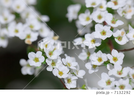 ユキヤナギ 7132292
