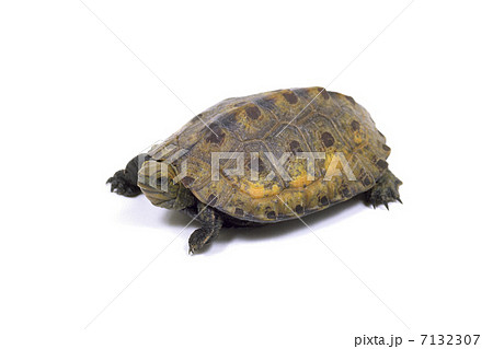 カメ 7132307