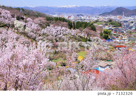 春の花見山 春の花見山 7132326