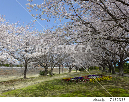 春の阪内川親水公園 7132333
