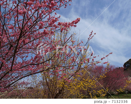 いなべ市農業公園・梅林公園 いなべ市農業公園・梅林公園 7132336
