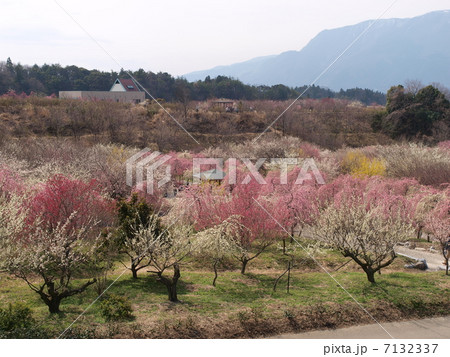 いなべ市農業公園・梅林公園(眺望) いなべ市農業公園・梅林公園(眺望) 7132337