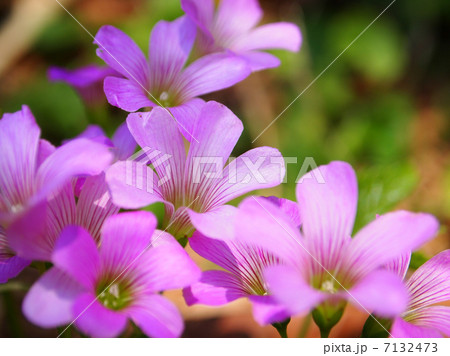 ムラサキカタバミ 7132473