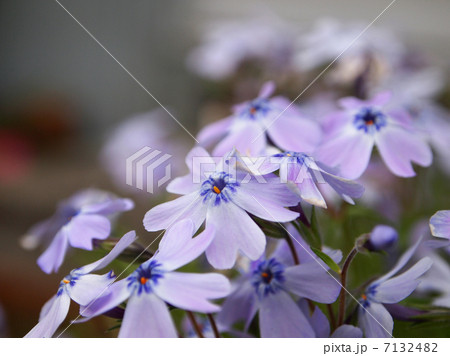 シバザクラ シバザクラ 7132482