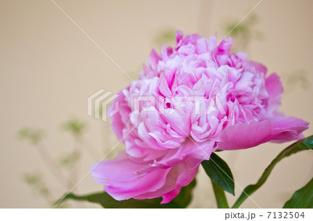 芍薬 芍薬 7132504