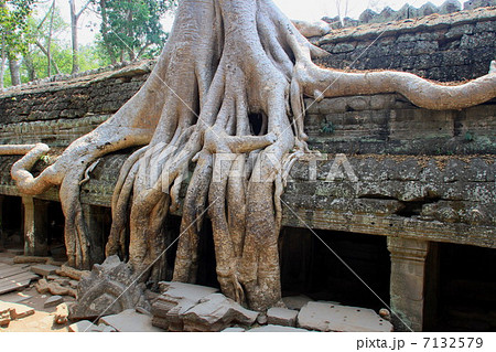 タプローム タプローム 7132579